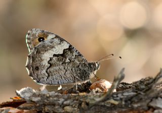 Byk Karamelek (Hipparchia syriaca)