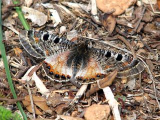 Yalanc Apollo (Archon apollinus)