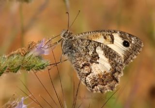 Anadolu Yalanccads (Pseudochazara anthelea)