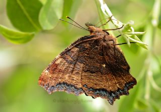 Karaaa Nimfalisi (Inachis polychloros)