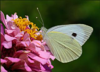 Byk Beyazmelek  (Pieris brassicae)