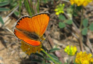 Alev Ategzeli (Lycaena kefersteinii)
