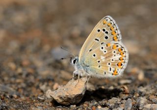 okgzl Balkan Mavisi (Aricia anteros )