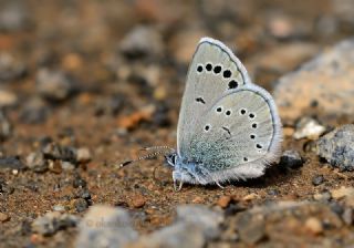 Anadolu Karagz Mavisi (Glaucopsyche astraea)