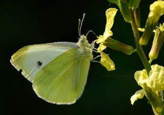 Kk Beyazmelek (Pieris rapae)