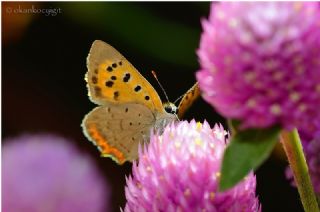 Benekli Bakr Gzeli (Lycaena phlaeas)