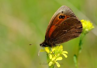 Uygur Gzelesmeri (Proterebia afra)