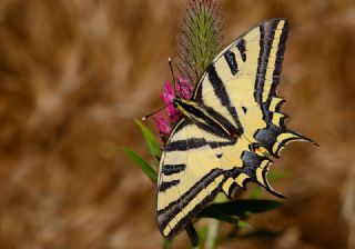 Kaplan Krlangkuyruk (Papilio alexanor)