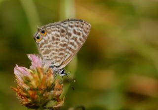 Mavi Zebra (Leptotes pirithous)