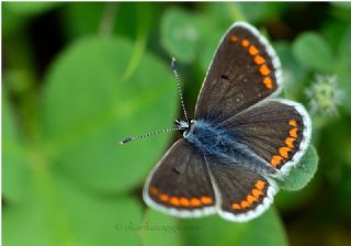 �okg�zl� Esmer&nbsp;(Aricia&nbsp;agestis)