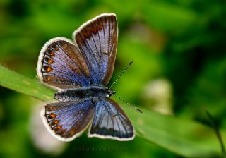 okgzl Mavi (Polyommatus icarus)