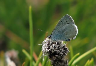 Kutsal Mavi (Celastrina argiolus)