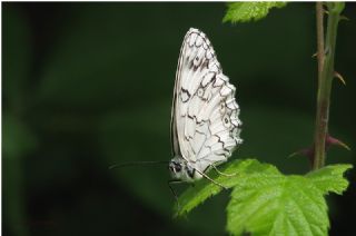 Anadolu Melikesi (Melanargia larissa)