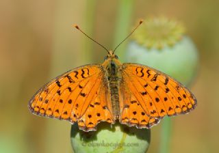 Niyobe (Fabriciana niobe)