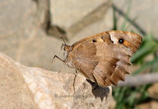 Cad (Chazara briseis)