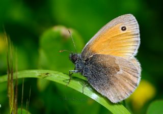 Kk Zpzp Perisi (Coenonympha pamphilus)