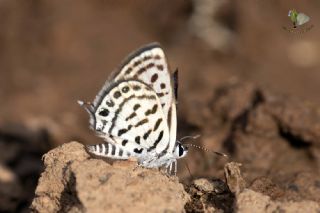 Balkan Kaplan�&nbsp;(Tarucus&nbsp;balkanicus)