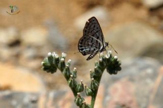 Balkan Kaplan�&nbsp;(Tarucus&nbsp;balkanicus)