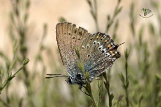 Kk Benekli Sevbeni (Satyrium ledereri )