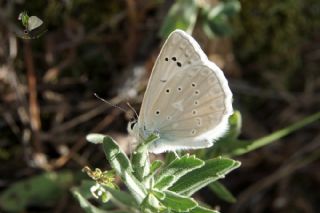 okgzl Dafnis (Polyommatus daphnis)