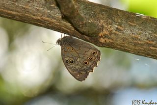 Aa Esmeri (Kirinia roxelana)