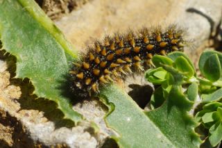 Gzel parhan (Melitaea trivia)