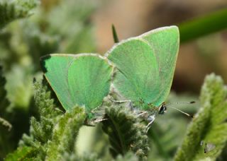 Anadolu Zmrt (Callophrys paulae)