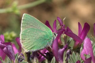 Anadolu Zmrt (Callophrys paulae)