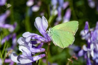 Zmrt (Callophrys rubi)