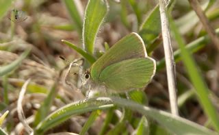 Nahvan Zmrt (Callophrys danchenkoi)