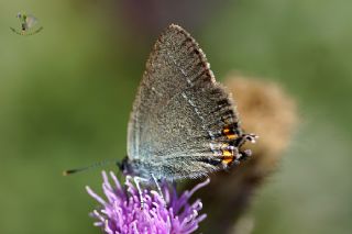 Minik Sevbeni (Satyrium acaciae)