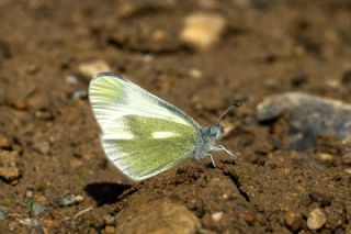 Doulu Narin Orman Beyaz (Leptidea duponcheli)