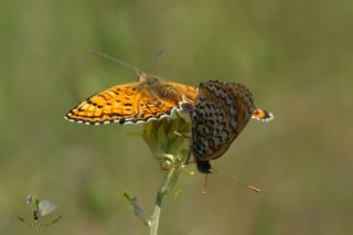 Trkistan parhan (Melitaea arduinna)