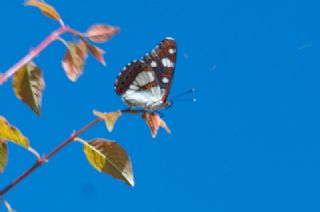 Akdeniz Hanmeli Kelebei (Limenitis reducta)