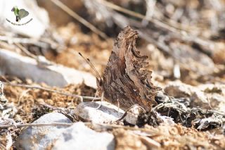Anadolu Yrtkprt (Polygonia egea)