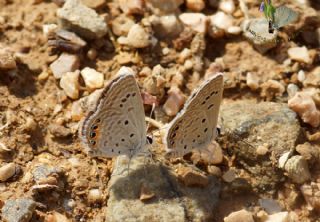 Mcevher Kelebei (Chilades trochylus)