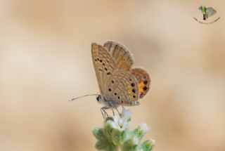 Mcevher Kelebei (Chilades trochylus)