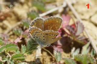 okgzl Amanda (Polyommatus amandus)