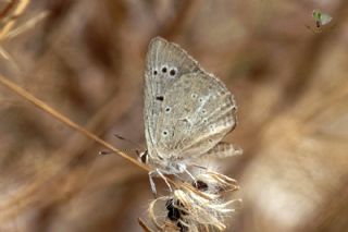 Anormal okgzl (Polyommatus admetus)