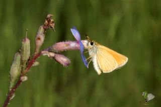 Siyah Antenli Zpzp (Thymelicus lineolus)