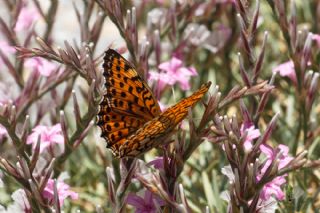 ift Noktal Brentis (Brenthis hecate)