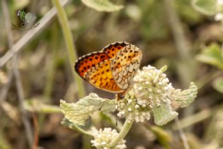 ift Noktal Brentis (Brenthis hecate)