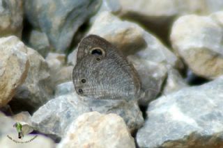 Karagz (Ypthima asterope)