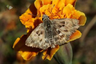 Hatmi Zpzp (Carcharodus alceae)