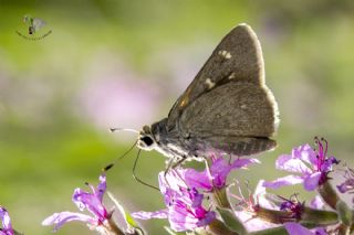 Alsides Z�pz�p�&nbsp;(Eogenes&nbsp;alcides)