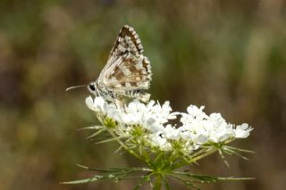 Gzel Zpzp (Pyrgus cinarae)