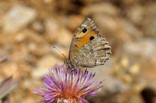 Turan Yalanccads (Pseudochazara telephassa)