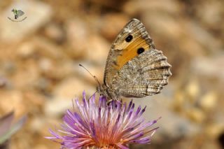 Anadolu Yalanccads (Pseudochazara anthelea)