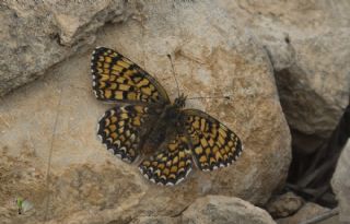 Cezayirli parhan (Melitaea ornata)