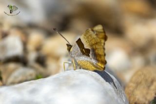 Anadolu ehzadesi (Thaleropis ionia)